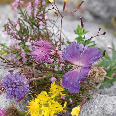 Fr&uuml;hlingsblumen